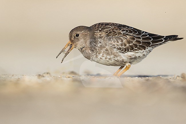 First-winter Purple Sandpiper (Calidris maritima) on beach of Wadden Isle in Germany (Niedersachsen). stock-image by Agami/Ralph Martin,