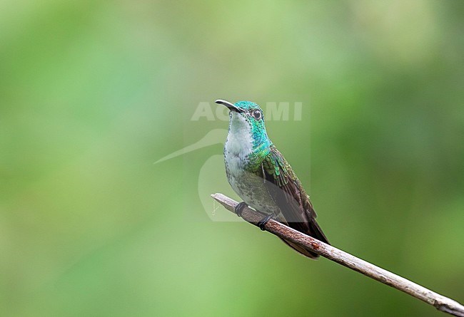 White-chested Emerald (Amazilia brevirostris) perched on a branch against a green tropical rainforest as background on Trinidad in the Caribbean. stock-image by Agami/Pete Morris,