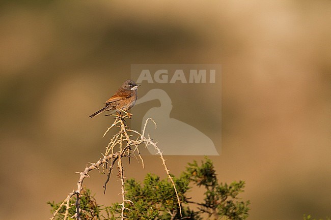 Brilgrasmus; Spectacled Warbler; Sylvia conspicillata ssp. conspicillata, Cyprus, adult male stock-image by Agami/Ralph Martin,