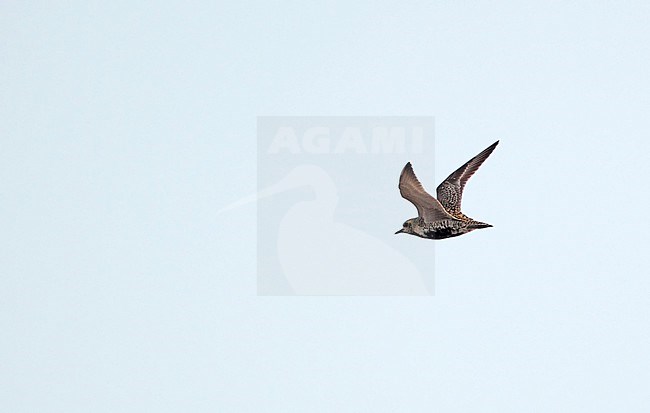 Flying adult Pacific Golden Plover (Pluvialis fulva) during spring migration at Khok Kham in central Thailand. Showing under wing pattern. stock-image by Agami/Helge Sorensen,