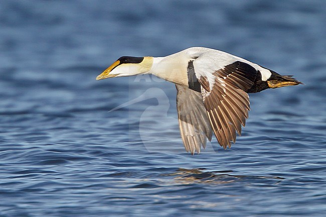 Common Eider (Somateria mollissima) flying in Churchill, Manitoba, Canada. stock-image by Agami/Glenn Bartley,