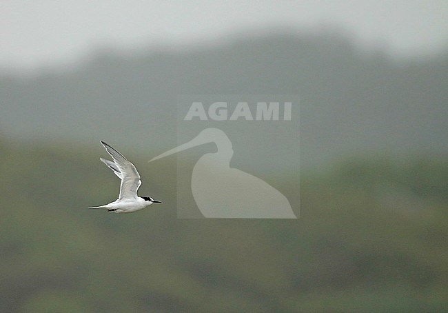 Second calendar year Roseate Tern (Sterna dougallii) during summer in the Netherlands. Seldom photographed and seen plumage. stock-image by Agami/Fred Visscher,