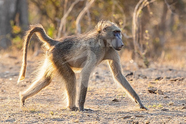 Cape Baboon (Papio ursinus), side view of an adult male walking, Mpumalanga, South Africa stock-image by Agami/Saverio Gatto,