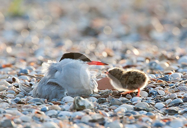 Visdief; Common Tern stock-image by Agami/Marc Guyt,