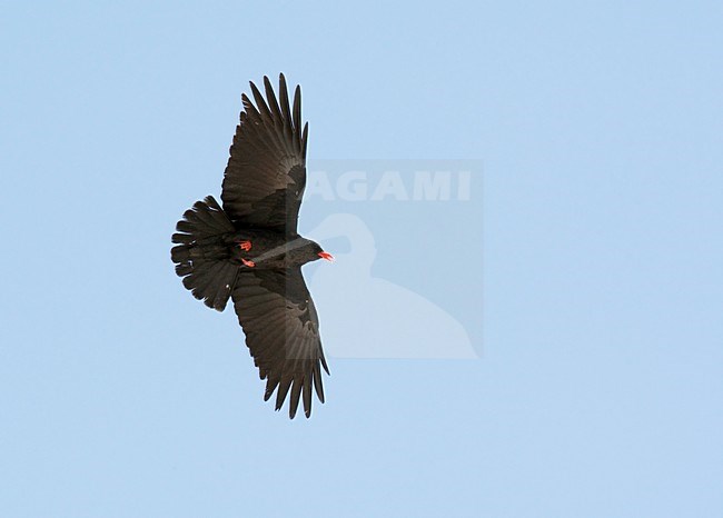 Alpenkraai in de vlucht; Red-billed Chough in flight stock-image by Agami/Markus Varesvuo,