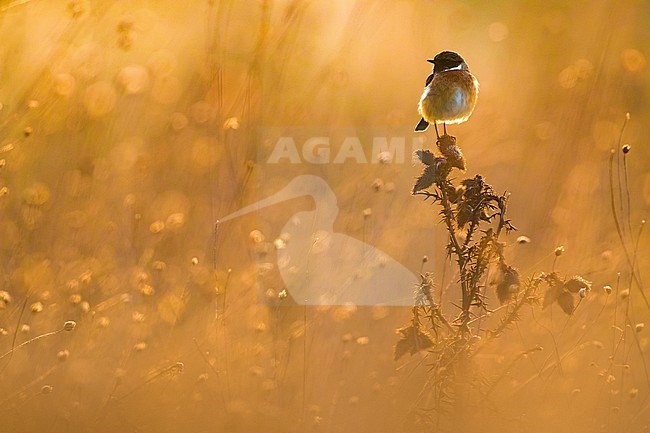 Wintering adult male European Stonechat (Saxicola rubicola) in Italy. Photographed with early morning backlight. stock-image by Agami/Daniele Occhiato,