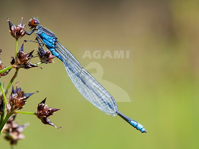 Mannetje Kleine roodoogjuffer, Male Erythromma viridulum stock-image by Agami/Wil Leurs,