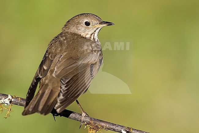 Adult
Galveston Co., TX
May 2012 stock-image by Agami/Brian E Small,