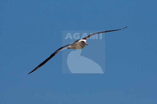 Laysanalbatros in vlucht; Laysan Albatross in flight stock-image by Agami/Martijn Verdoes,