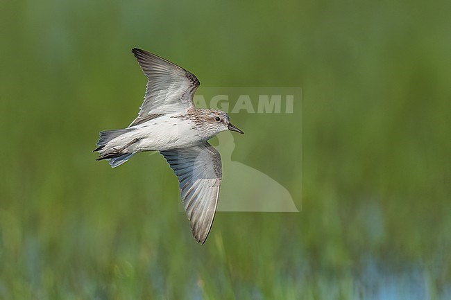 Adult breeding
Galveston Co., TX
April 2023 stock-image by Agami/Brian E Small,