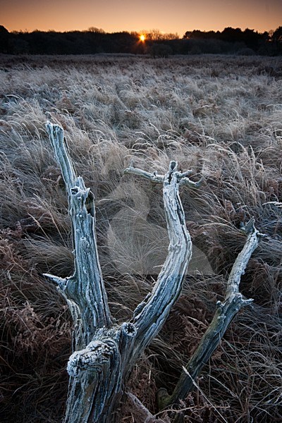 Landschap De Zilk; Landscape de Zilk stock-image by Agami/Menno van Duijn,