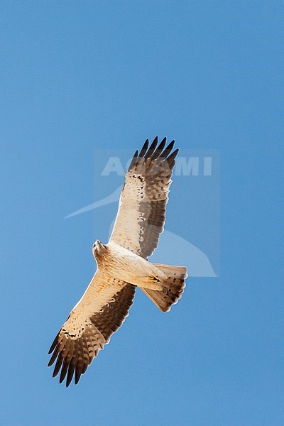 Light morph Booted Eagle (Hieraaetus pennatus) on migration over Eilat Mountains, Eilat, Israel stock-image by Agami/Marc Guyt,