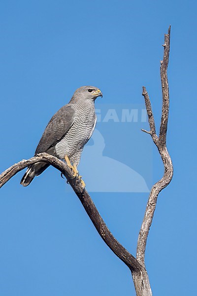 Adult
Pima Co., AZ
April 2024 stock-image by Agami/Brian E Small,