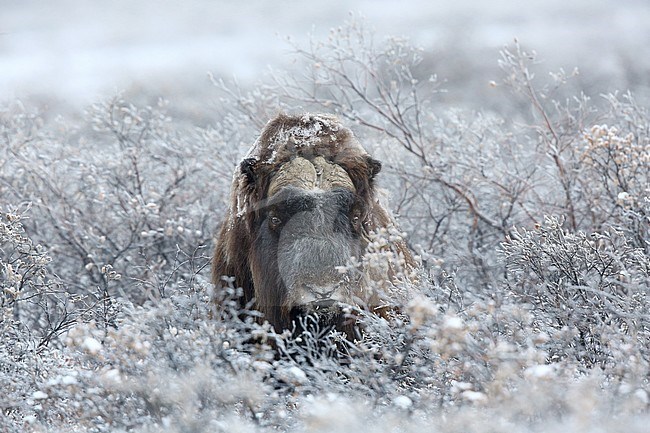 Muskusos; musk ox; stock-image by Agami/Chris van Rijswijk,