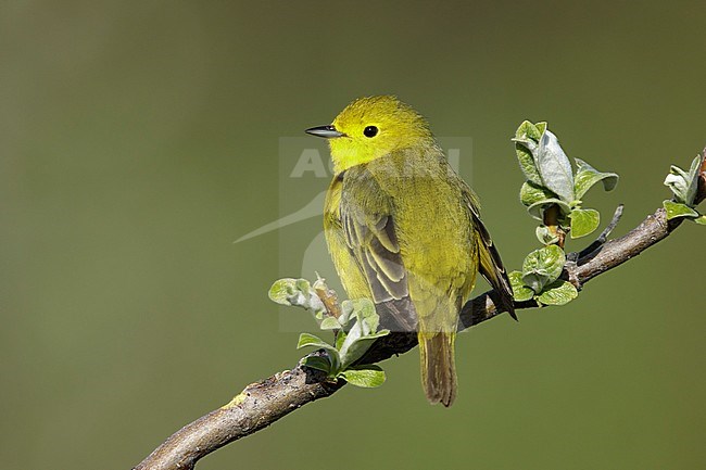 Adult male
Seward Peninsula, AK
June 2018 stock-image by Agami/Brian E Small,