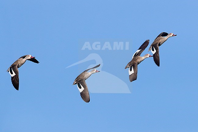 Cape Teal (Anas capensis), small flock in flight, Western Cape, South Africa stock-image by Agami/Saverio Gatto,