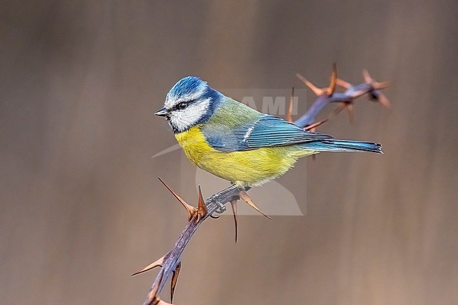 Adult male European Blue Tit (Cyanistes caeruleus caeruleus) perched on a branch in Florence, Tuscany, Italy. stock-image by Agami/Vincent Legrand,