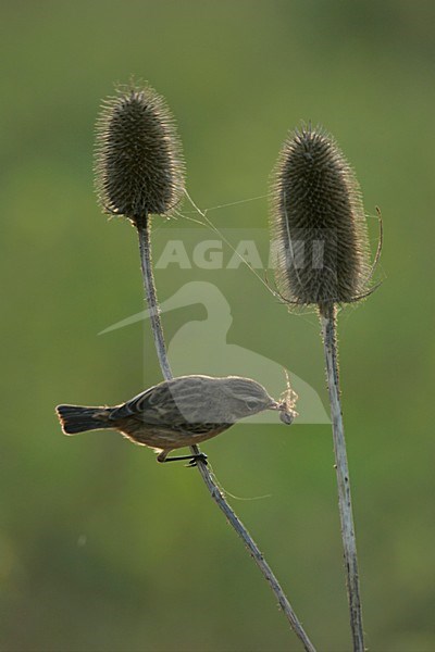 Foeragerend vrouwtje Roodborsttapuit; Female European Stonechat foraging stock-image by Agami/Menno van Duijn,