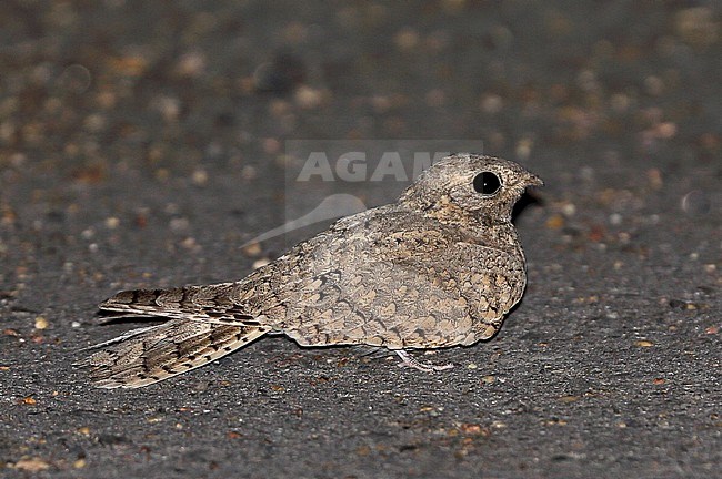 Egyptische Nachtzwaluw, Egyptian Nightjar, Caprimulgus aegyptius stock-image by Agami/Andy & Gill Swash ,