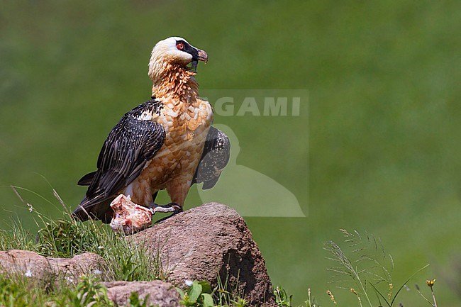 African Bearded Vulture (Gypaetus barbatus meridionalis) in South Africa stock-image by Agami/Dubi Shapiro,