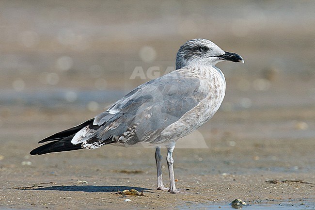 Subadult (third-winter) Lesser Black-backed Gull (Larus fuscus) standing on a beach in Portugal. stock-image by Agami/Arnold Meijer,