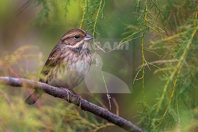 Maskergors; Black-faced Bunting stock-image by Agami/Daniele Occhiato,
