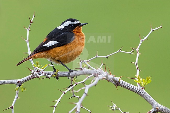 Moussier's Redstart (Phoenicurus moussieri) male perched on a branch stock-image by Agami/Daniele Occhiato,