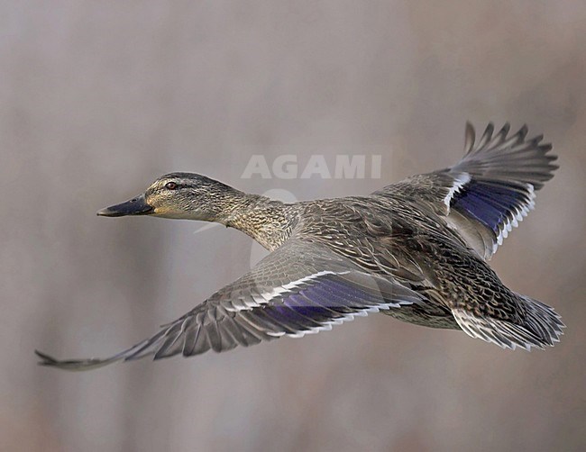 Wilde Eend mannetje in eclipskleed, Mallard male in eclips stock-image by Agami/David Hemmings,