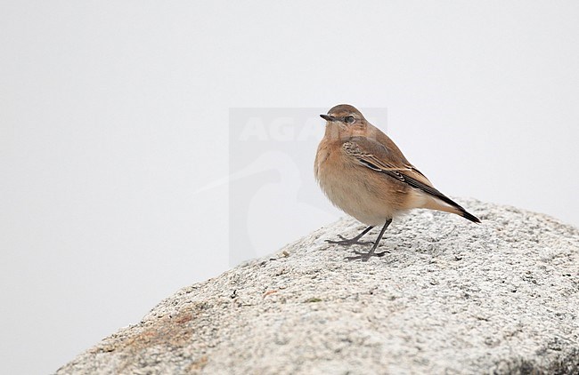 Greenlandic Northern Wheatear, Oenanthe oenanthe leucorhoa, Hastholm, Denmark. (Presumed leucorhoa due to structure and color). stock-image by Agami/Helge Sorensen,