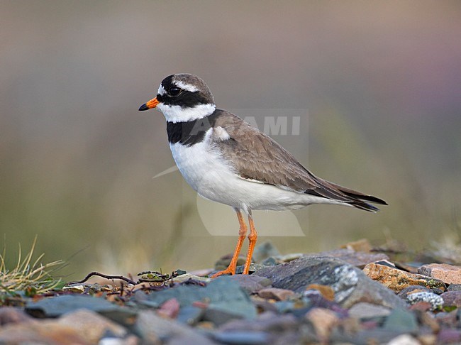 Bontbekplevier in broedgebied; Ringed Plover at breedingsite stock-image by Agami/Markus Varesvuo,
