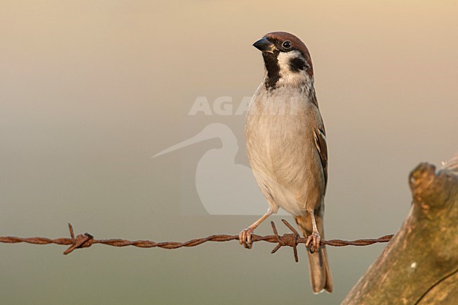 Ringmus zittend op prikkeldraad, Tree Sparrow perched on barbed wire stock-image by Agami/Wil Leurs,