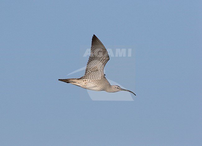 Regenwulp vliegend trekkend in blauwe lucht. Whimbrel flying migrating against blue sky stock-image by Agami/Ran Schols,