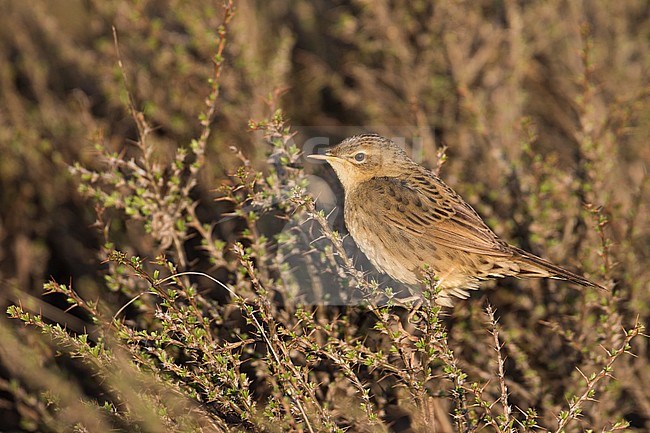 Common Grasshopper Warbler, Locustella naevia straminea, Kyrgyzstan. Perched in top of a low bush. stock-image by Agami/Ralph Martin,