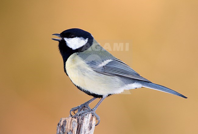 Roepende Koolmees; Calling Great Tit stock-image by Agami/Markus Varesvuo,