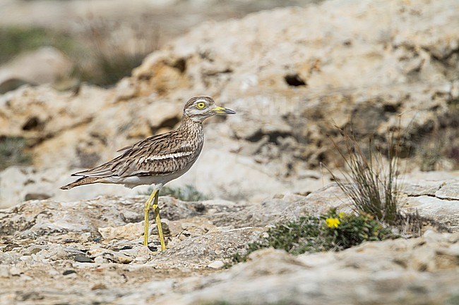 Eurasian Stone-Curlew - Triel - Burhinus oedicnemus ssp. saharae, Cyprus, adult stock-image by Agami/Ralph Martin,