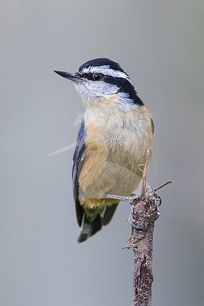 Adult male
Weber Co., UT
June 2013 stock-image by Agami/Brian E Small,