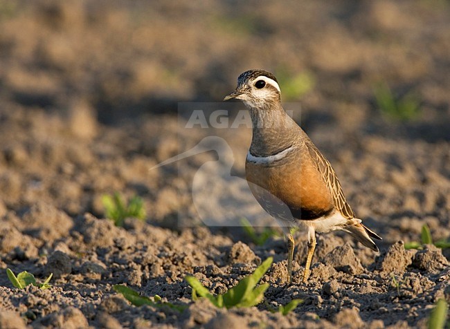 Eurasian Dotterel adult female during spring migrating, Morinelplevier volwassen vrouw tijdens voorjaars doortrek op akker stock-image by Agami/Marc Guyt,