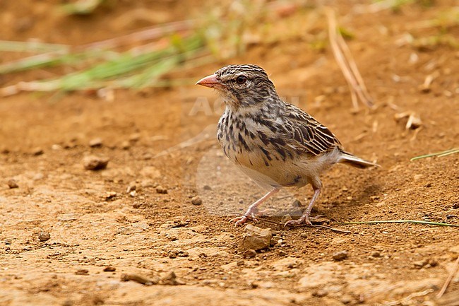 Hovaleeuwerik, Madagascar Lark stock-image by Agami/Dubi Shapiro,