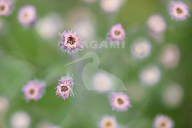 Blue Fleabane, Erigeron acris stock-image by Agami/Wil Leurs,