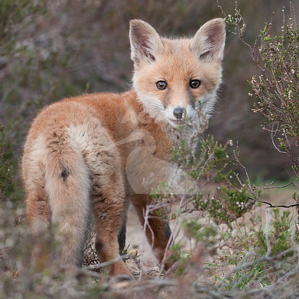 Jong Vosje; Young Red Fox stock-image by Agami/Han Bouwmeester,