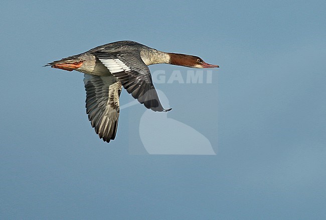 Goosander (Mergus merganser), first-winter male in flight, seen from the side, showing upper wing. stock-image by Agami/Fred Visscher,