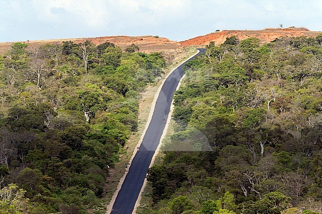 Straight road through Zombitse-Vohibasia National Park, south-west Madagascar. End of the valley is the edge of the forest. stock-image by Agami/Marc Guyt,