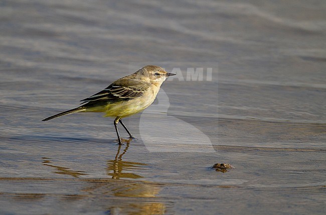 Adult female Yellow Wagtail (Motacilla flavissima) standing in shallow water in Norfolk, England, during late summer. stock-image by Agami/Steve Gantlett,