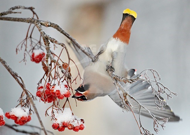 Pestvogel foeragerend op bessen; Bohemian Waxwing foraging on berries stock-image by Agami/Markus Varesvuo,