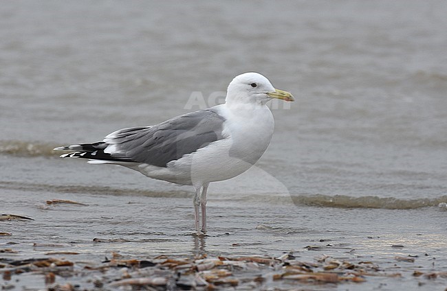 Adult Caspian Gull (Larus cachinnans) on the beach of Noordwijk in the Netherlands during February. stock-image by Agami/Casper Zuijderduijn,