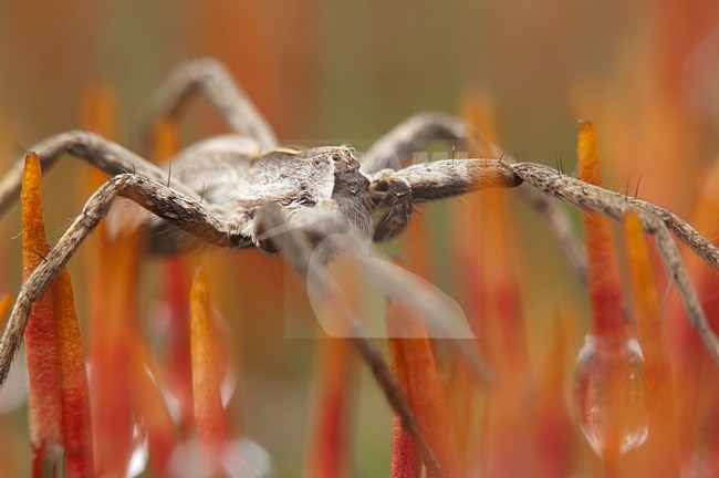 Spin op rood gekleurd mos, Spider on red coloured moss stock-image by Agami/Rob de Jong,