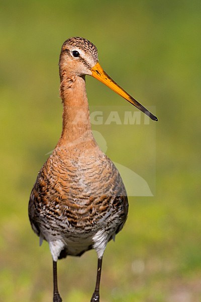 Black-tailed Godwit - Uferschnepfe - Limosa limosa ssp. limosa, Poland, adult, male, breeding plumage stock-image by Agami/Ralph Martin,