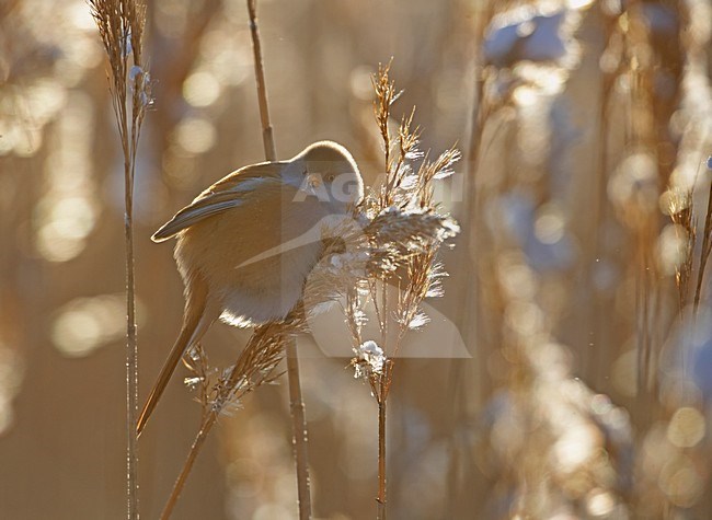 Vrouwtje Baardman in riet; Female Bearded Reedling in reedbed stock-image by Agami/Markus Varesvuo,