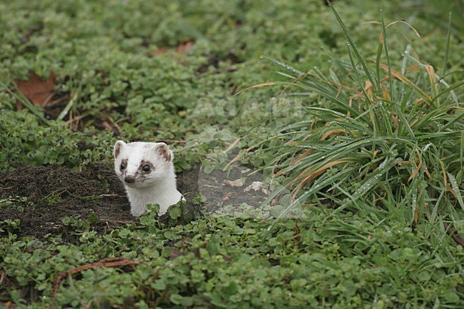 Hermelijn in hol; Stoat in hole stock-image by Agami/Menno van Duijn,