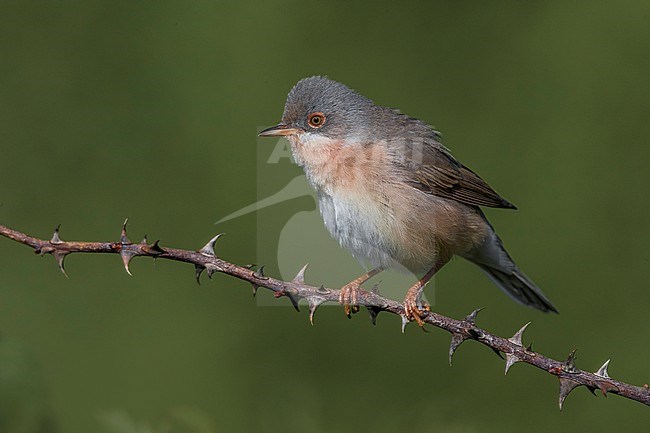 Male Moltoni's Warbler, Sylvia subalpina, in Italy. stock-image by Agami/Daniele Occhiato,